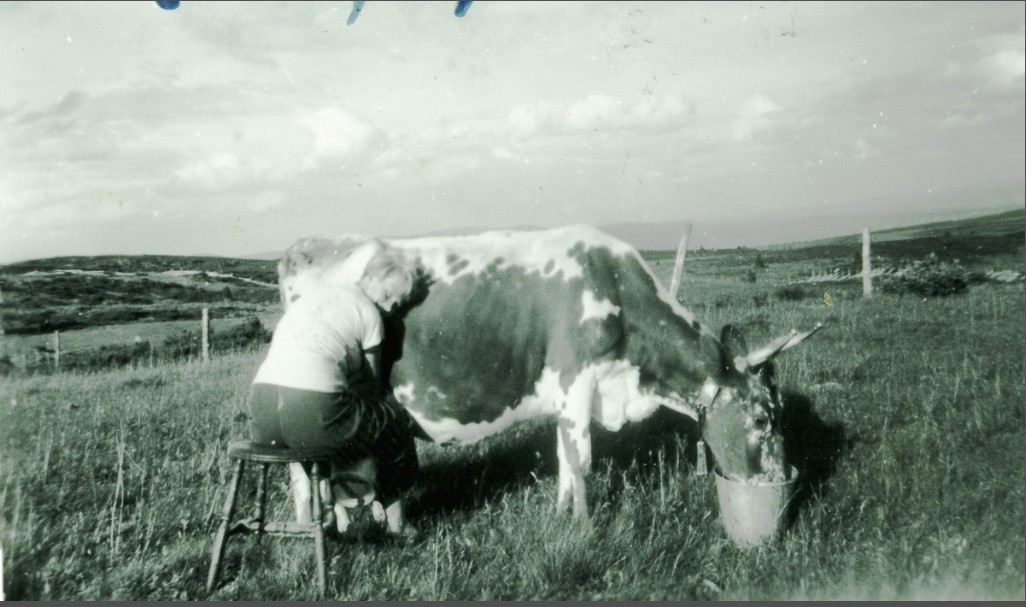 Margot Anderdal mjølkar på Solhovdstølen. Kilde Gol Bygdemusèum