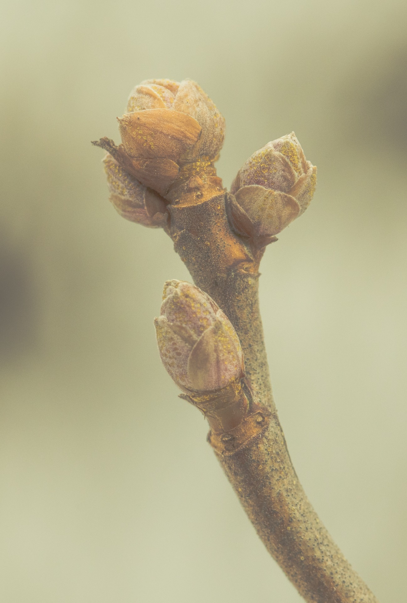 Macros in March. Nr 1. 