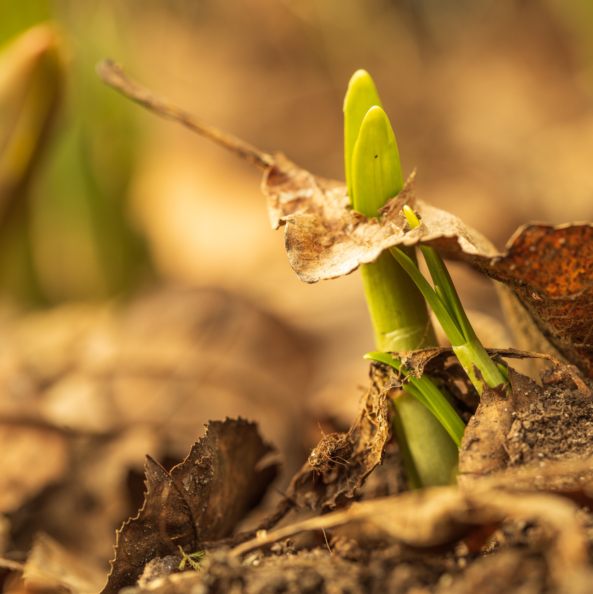 Macros in March. 23.03. Blomsterløkene våkner til liv.