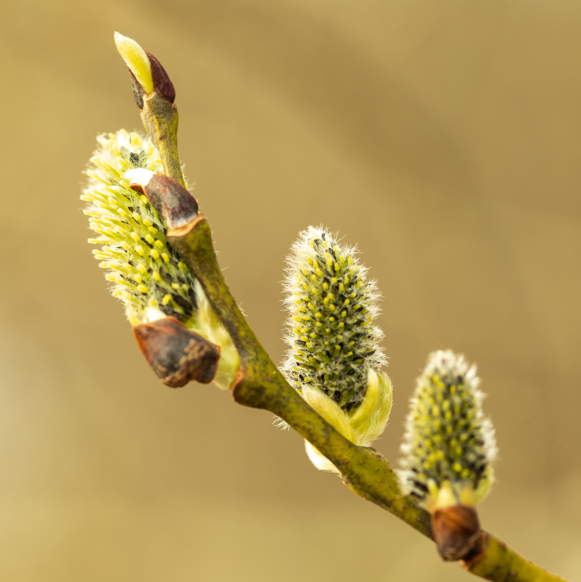 Turens primære mål i dag var mosjon men kameraet var med i sekken. Da jeg sto her å tok dette bildet kunne jeg høre de første humlene ned i det visne gresset og løvet. Det er dronningene som søker etter mat og er på jakt etter et nytt bosted i den sure vinden..