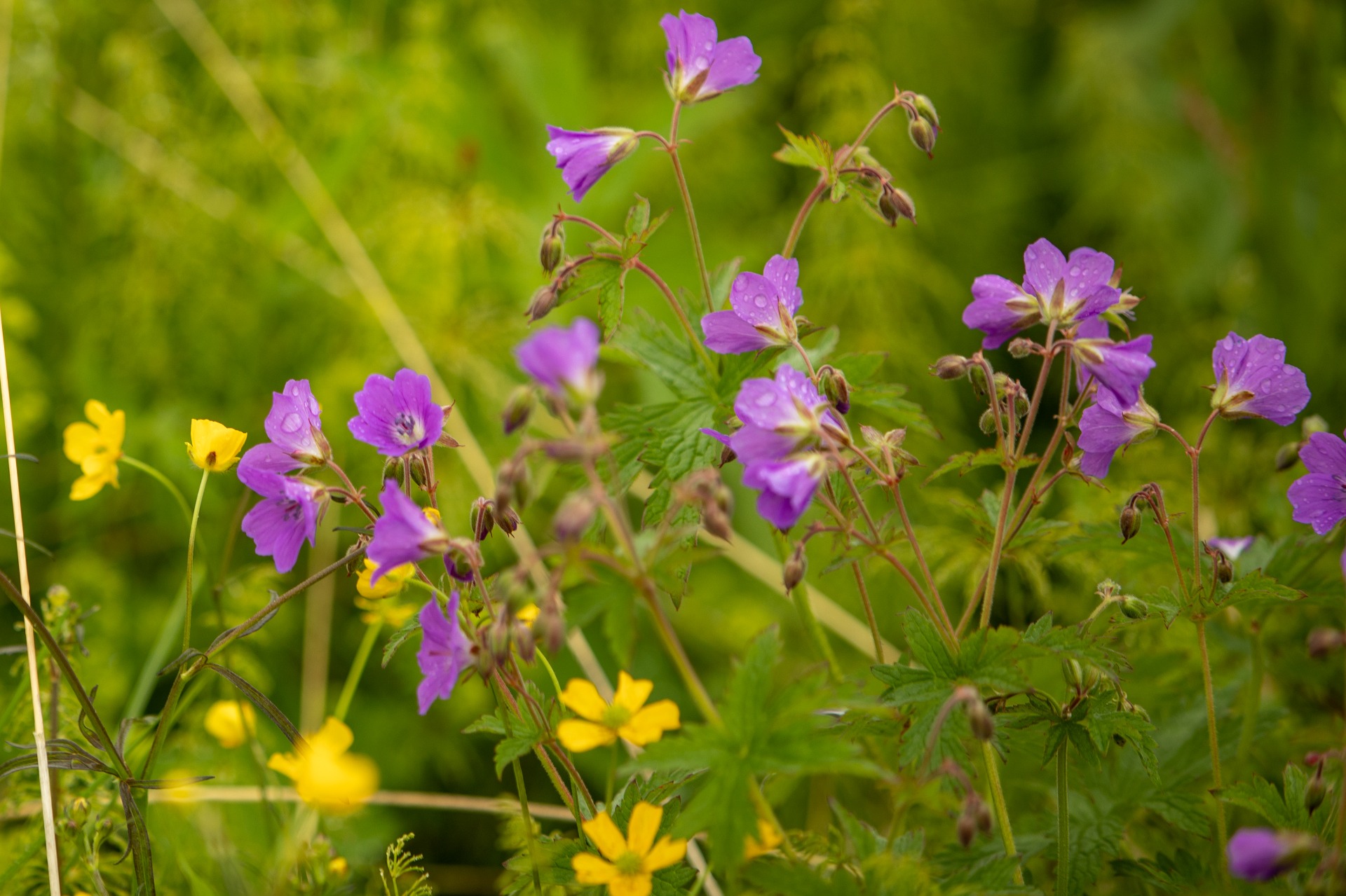 blomstene som omkranser vårt tilholdssted